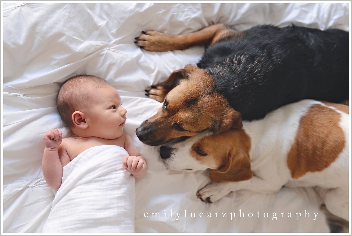 newborn and dog st louis newborn photographer Emily  Lucarz