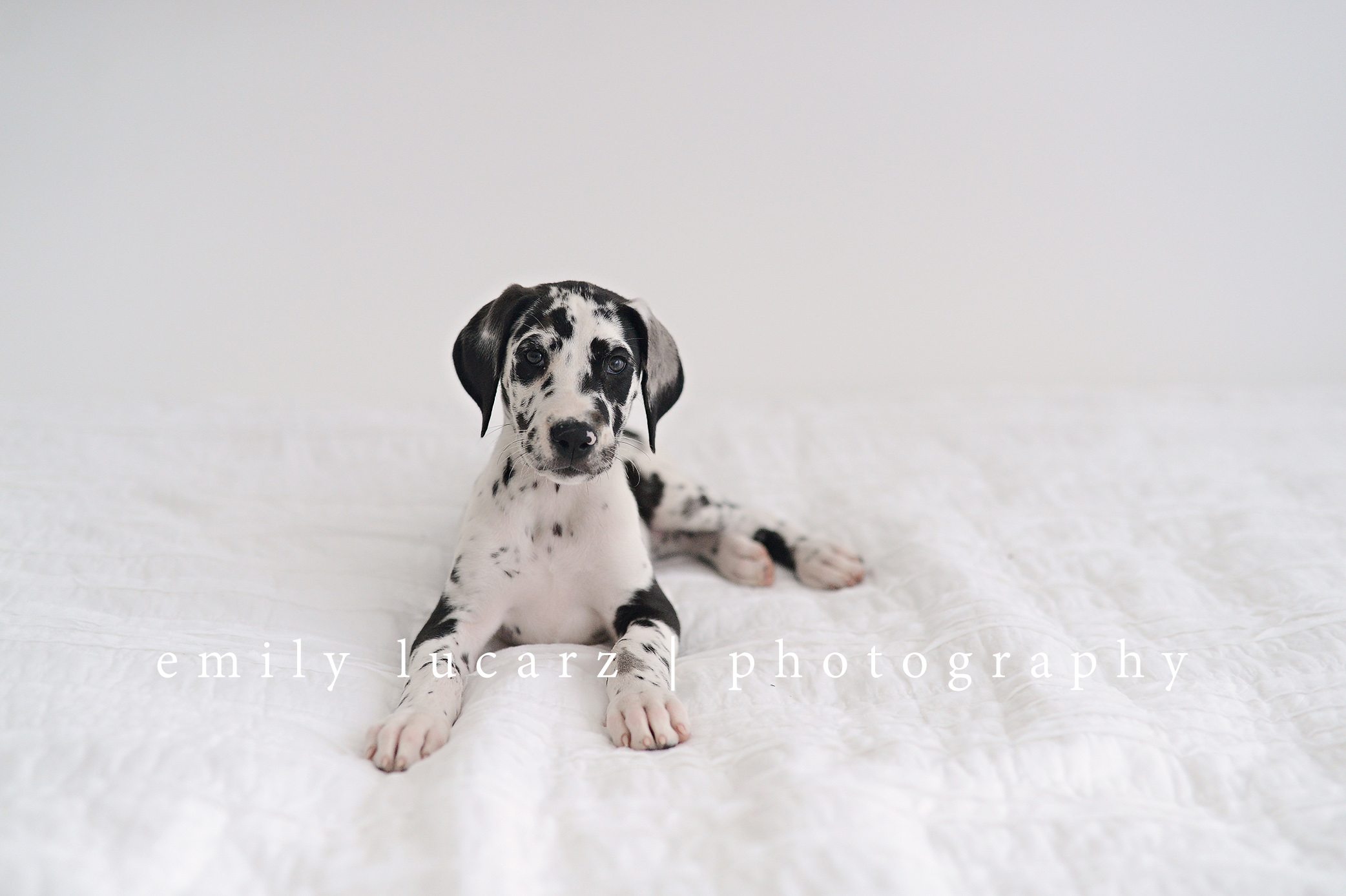 Great dane black and white puppy