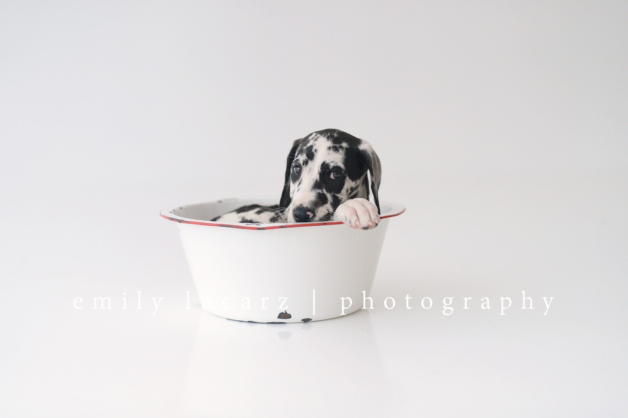 Dog in a bowl