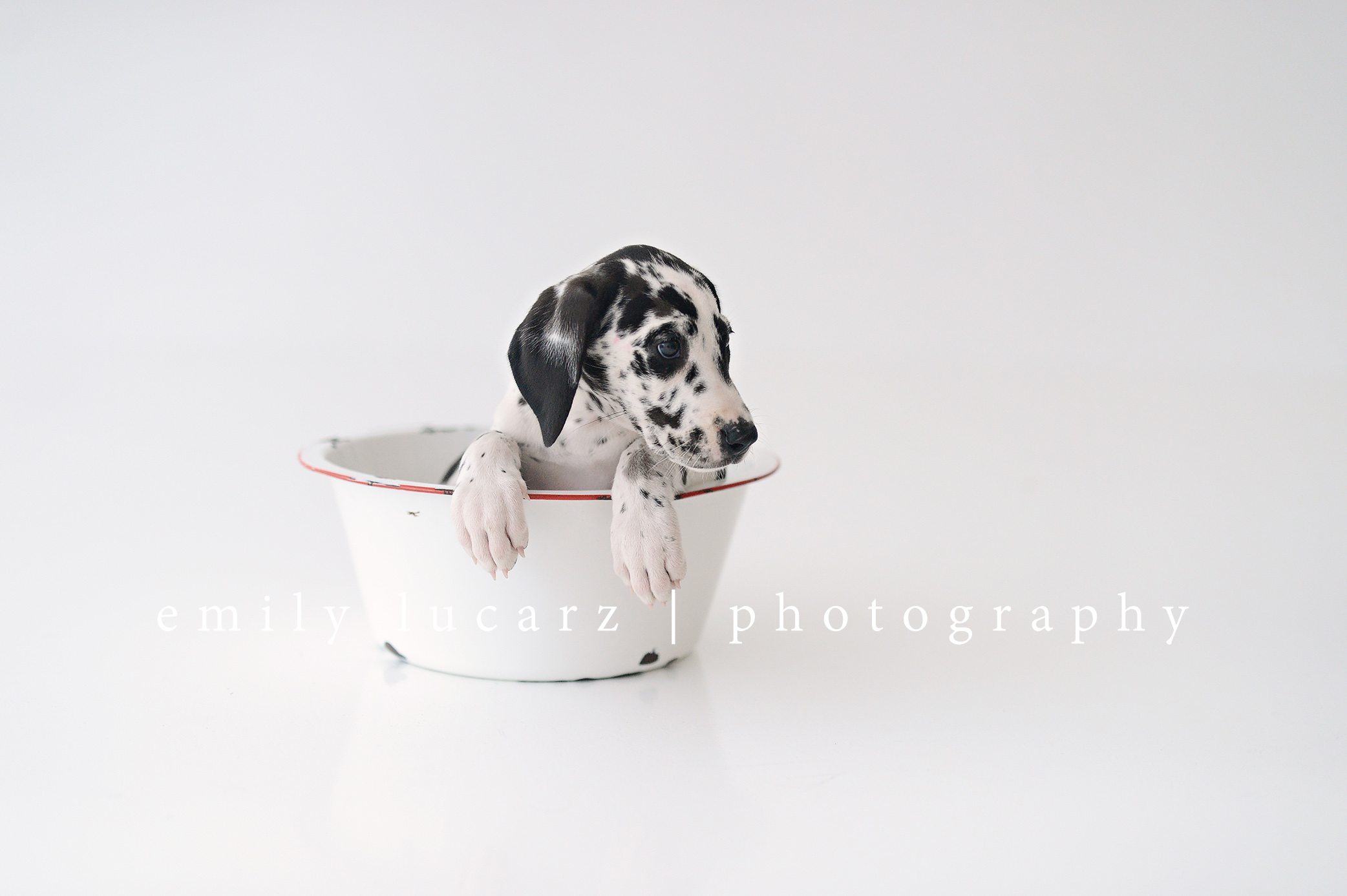 dog in a bowl
